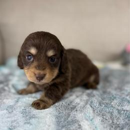 Fudge - Chocolate and cream male Dachshund puppy in Menifee, California from TeenieWeenieDoxies