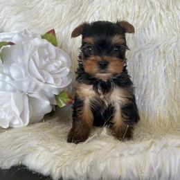 Smallest boy - Black and tan male Yorkshire Terrier puppy in Darrington, Washington from Seven Cedars Yorkies