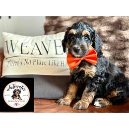 Orange boy - Phantom male Bernedoodle puppy in Altura, Minnesota from Whitewater Bernedoodles & Bluffside Berners