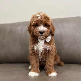 Waffle boy - Red  male Goldendoodle puppy in Rio Linda, California from Plush Doodles