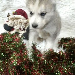 Coal - Gray and white male Siberian Husky puppy in Vail, Iowa from Homegrown Huskies
