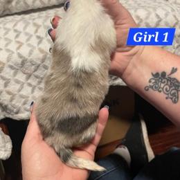 Girl 1 - Sable merle and white female Shetland Sheepdog puppy in Kaycee, Wyoming from Heavenly Shelties