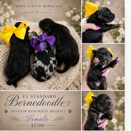 Remi's Ember - Phantom female Bernedoodle puppy in Delphos, Ohio from Route 66 Poodles & Doodles, Sapphire Shih-tzu's of Ohio
