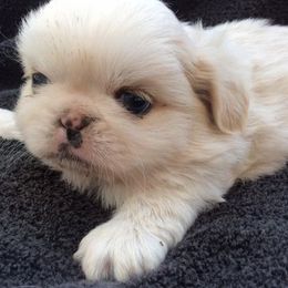 Shih Tzu Puppies from Su Dee's Shih tzus