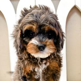 Patches - Merle male Cavapoo puppy in Peoria, Arizona from Cactus Doods