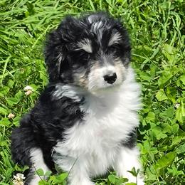 Daisey - Black and white female Aussiedoodle puppy in Mount Clare, West Virginia from Pineview Farms Australian Shepherds