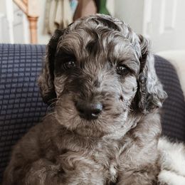 Goldendoodles from Happily Ever Doodles and Poodles