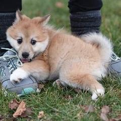 Icelandic Sheepdog Puppies from Valhalla Icelandic Sheepdogs