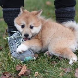 Icelandic Sheepdog Puppies from Valhalla Icelandic Sheepdogs