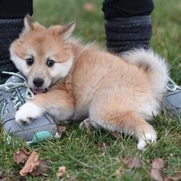 Icelandic Sheepdog Puppies from Valhalla Icelandic Sheepdogs