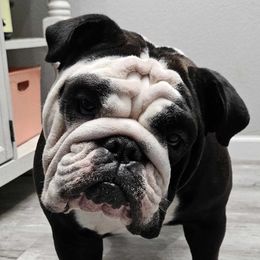 Paris - Bulldog