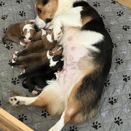Boy 1 - Red male Pembroke Welsh Corgi puppy in Magnolia, Texas from Wiggle Ranch Corgis