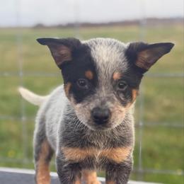 Alfalfa - Blue speckled male Australian Cattle Dog puppy in Rosharon, Texas from 4Surge Cattle Dogs