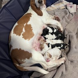 Girl 1 - Lemon and white female Basset Hound puppy in Noblesville, Indiana from Russell Bassets