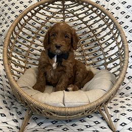 Black Collar Male - Red  male Goldendoodle puppy in Bradenton, Florida from Suncoast Goldendoodles