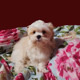 Shih Tzu Puppies from Pure Beauty Shih Tzu Pups