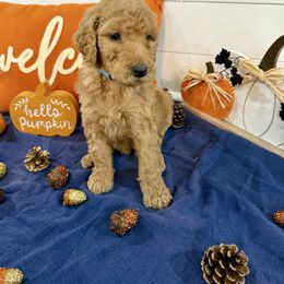 Peanut Baby Blue Collar - Brown female Poodle puppy in Town Creek, Alabama from Charming Country Poodles