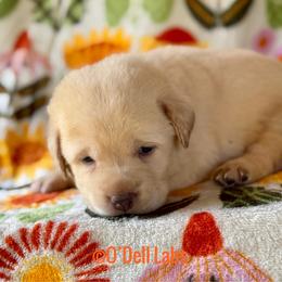 Dorothy - Yellow female Labrador Retriever puppy in Sullivan, Missouri from O’Dell Labs