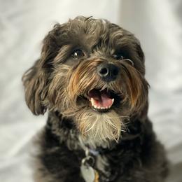 Belle - Schnoodle
