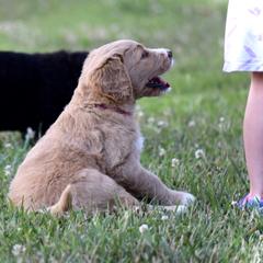Saint Berdoodle Puppies from Highland Ridge Doodles