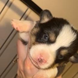 Vixen - Black and tan female Pembroke Welsh Corgi puppy in Ruidoso, New Mexico from Ruidoso's Crowned Companions