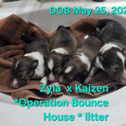 LITTLE Oliver - Sable and white male Shetland Sheepdog puppy in Houston, Texas from LaLa's Lilliputian Lassies