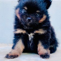 Gabanna - Black and tan female Pomeranian puppy in Buck Valley, Pennsylvania from Buck Valley Pomeranians