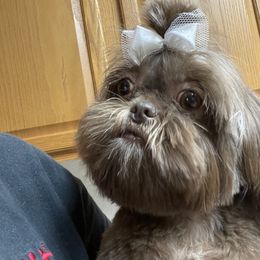Shih Tzu Puppies from Sweet on Tzu