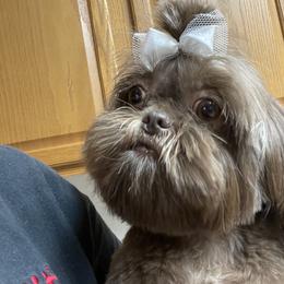 Shih Tzu Puppies from Sweet on Tzu