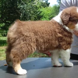 Australian Shepherd Puppies from Sakari Australian Shepherds