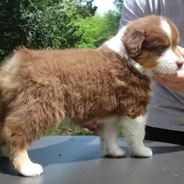 Australian Shepherd Puppies from Sakari Australian Shepherds