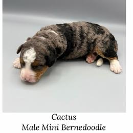 Cactus - Blue merle male Bernedoodle puppy in Royse City, Texas from Platinum Bernedoodles of Texas