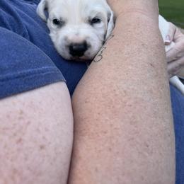 Dalmatian Puppies from Clarks 101 Dalmatians