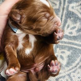 Blue boy - Red  male Goldendoodle puppy in Denison, Iowa from Violet View Iowa Goldendoodles