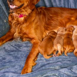 Golden Retriever Puppies from Earley Goldens