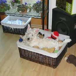 West Highland White Terrier Puppies from Westies of Creek's Bend