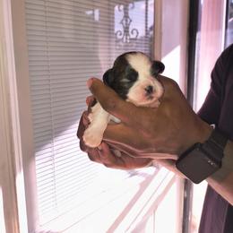 Girl 1 - Black gold and white female Shih Tzu puppy in Memphis, Tennessee from Lady Class Kennel