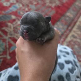 Flint - Blue male French Bulldog puppy in Asheville, North Carolina from MTO KENNELS