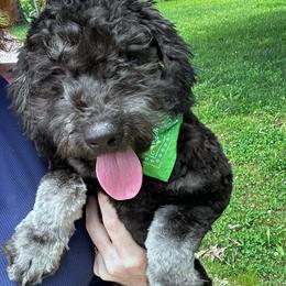 Milo - Silver male Whoodle puppy in Smallett, Missouri from Leshas Whoodles