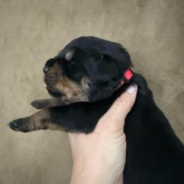 Odin - Black and tan male Rottweiler puppy in Newfoundland, Pennsylvania from Poconopaws