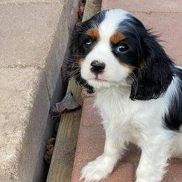 Cavalier King Charles Spaniels from Steve McElheny's Cavalier King Charles Spaniels