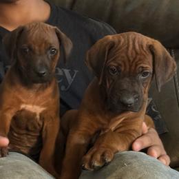 Zuri - Rd whtn blk nose female Rhodesian Ridgeback puppy in Greenville, Ohio from Masai's Pride Rhodesian Ridgbacks