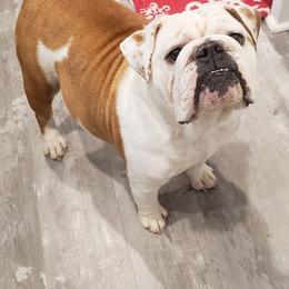 Bulldogs from Ga elite English bulldogs