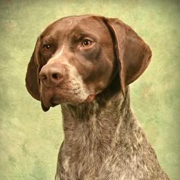 Trout - German Shorthaired Pointer