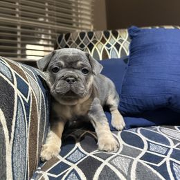 Tri - Tricolors male French Bulldog puppy in Winchester, Tennessee from Franklin Heights Frenchies