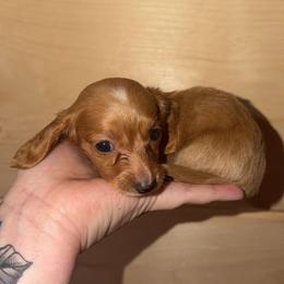 Pippi - Cream male Dachshund puppy in Washburn, Tennessee from Broken Arrow Miniature Dachshunds