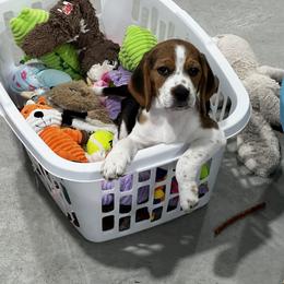 Beagle Puppies from Leslie Beagles of Leslie Farm