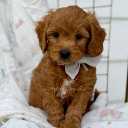River (Grey collar) - Apricot male Goldendoodle puppy in Salem, Utah from Aspen Doodles