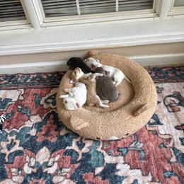 Chihuahua puppies from High Cotton Chihuahuas