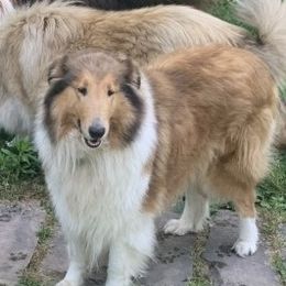 Shelly - Collie